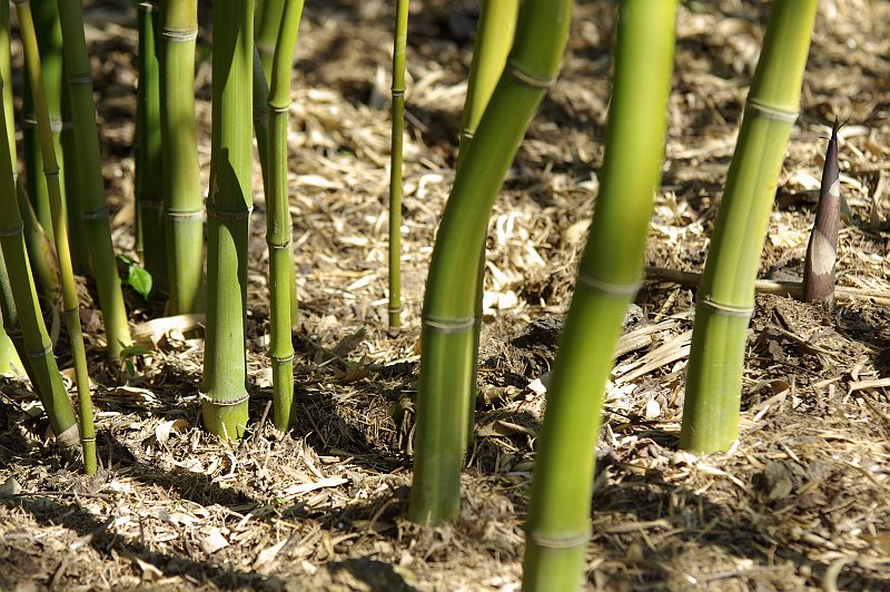 Phyllostachys iridescens